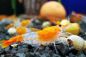 Preview: Orange Rilli Garnele - Neocaridina davidi